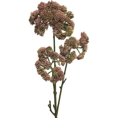 Rozchodník - Sedum flower růžový V76 cm