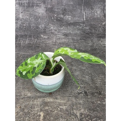 Aglaonema Pictum Tricolor mini