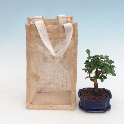 e-bonsai Pokojová bonsai v dárkové tašce - JUTA Carmona-čaj fuki