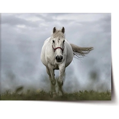 Sablio Plagát Biely kôň 3 - 60x40 cm