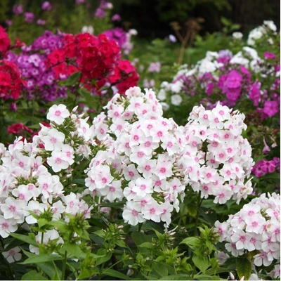 Plaménka latnatá směs barev - Phlox paniculata grandiflora - osivo plaménky - 15 ks