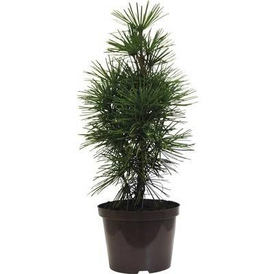 Dáždnikovec praslenovitý FloraSelf Sciadopitys verticillata výška 40-50 cm kvetináč 5 l