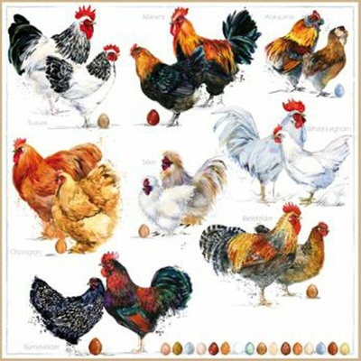 TI-FLAIR 371057 Poulets servítky 33x33cm 3v 20ks
