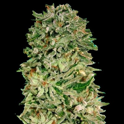 Advanced Seeds Shark Widow CBD semena neobsahují THC 10 ks