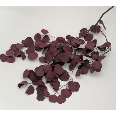 Florservice Eucalyptus populus preparovaný bordový 150 g