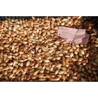 Ozimá cibule sazečka váha: 100g