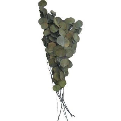 Eucalyptus populus stabilizovaný zelený, 100 g