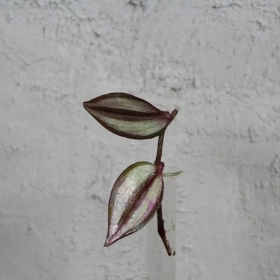 Tradescantia Zebra odrezok