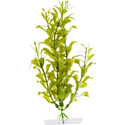 JK ANIMALS Hygrophila 18-21 cm