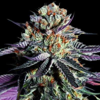 Advanced Seeds Zerealz Milk semienka neobsahujú THC 1 ks