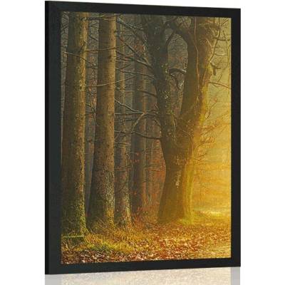 Plakát cesta v lese - 60x90 no frame