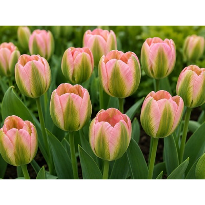 Tulipán 'Greenland' 5 ks