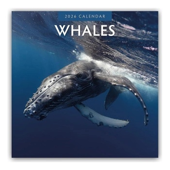 Browntrout Verlags GmbH Whales - Wale 2026 - 16-Monatskalender | Red Robin