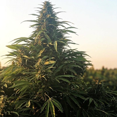 Trilogene Seeds The Don CBD semienka neobsahujú THC 5 ks