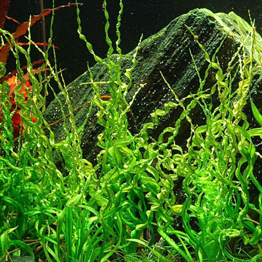 Echinodorus Vesuvius