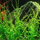 Echinodorus Vesuvius