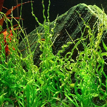 Echinodorus Vesuvius