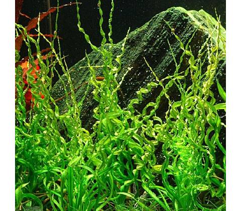 Echinodorus Vesuvius