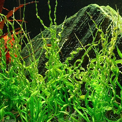 Echinodorus Vesuvius