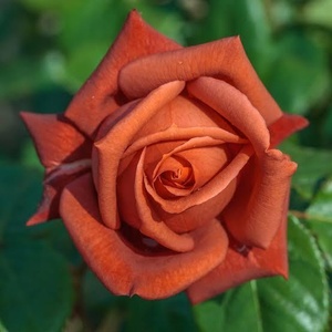 Meilland® Роза Terracotta®