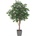 Dub strom, 280cm