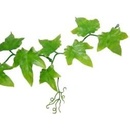 Lucky Reptile Jungle Vine Ivy Vine ca. 200 cm