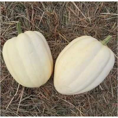 Tekvica okrasná Cream of the Crop - Cucurbita maxima - predaj semien - 5 ks