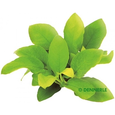 Anubias nana Gold