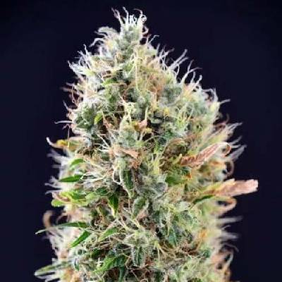 PowerStrains Banana Punch AUTO semenana neobsahují THC 5 ks