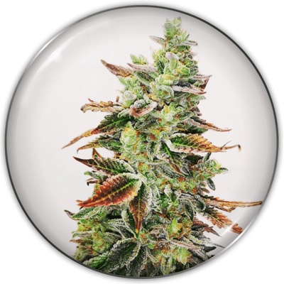 Medical Seeds Co. Banana Purp semienka neobsahujú THC 10 ks