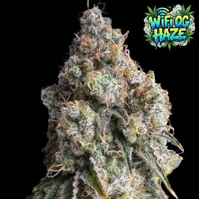 Ganja Farmer WiFi OG Haze semienka neobsahujú THC 5 ks