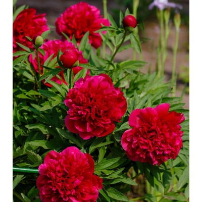 Pivoňka lékařská Rubra Plena Paeonia officinalis hlízy pivoňek 1 ks