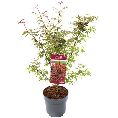 Javor dlanitolistý Acer palmatum 'Shaina' výška 60-80 cm květináč 6,5 l