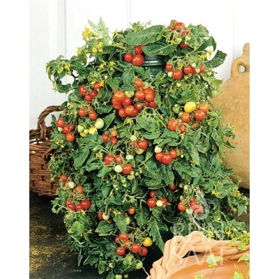 ReinSaat Cherry paradajka "Bajaja" 1 bal.