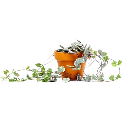 Gardners Ceropegia woodii Variegata, průměr 6 cm Svícník