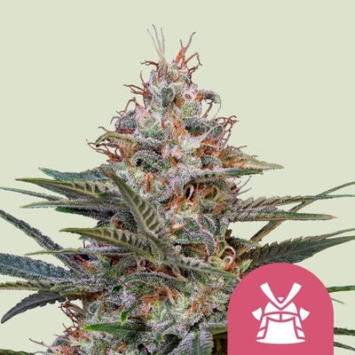 Royal Queen Seeds Shogun semienka neobsahujú THC 100 ks