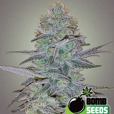 Bomb Seeds Cosmic Bomb Auto semienka neobsahujú THC 10 ks