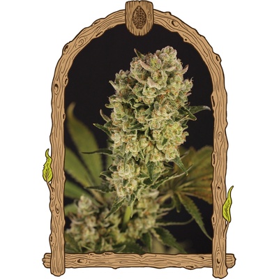 Exotic Seed Candy Jungle Auto semienka neobsahujú THC 3 ks