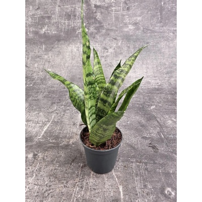 Sansevieria Black Coral 7 cm