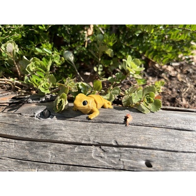 ZOU3D Agama vousatá - Mini zoo – Hledejceny.cz
