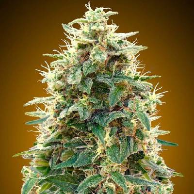 00 Seeds Bank AUTO 00 Cheese semena neobsahují THC 5 ks
