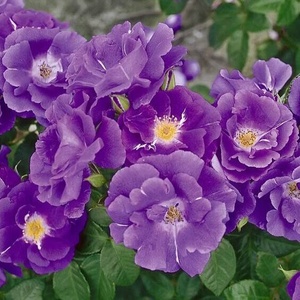  Катерлива Роза Rhapsody in Blue ® (Рамблер)