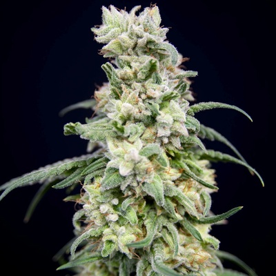 House Of The Great Gardener Rainbow Barb semena neobsahují THC 6 ks