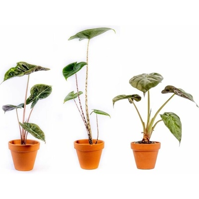 Gardners Alocasia mix, průměr 6 cm Alokásie, Alokázie