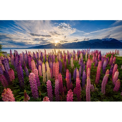 Plagát, Obraz - Lupins lakeside, James Zhen Yu, 40 × 26.7 cm