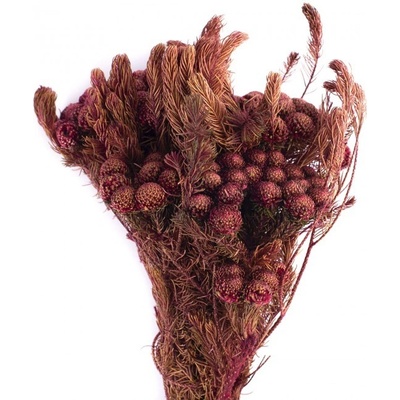 Stabilizovaná rostlina Brunia Albiflora Byzanz 30-60 cm
