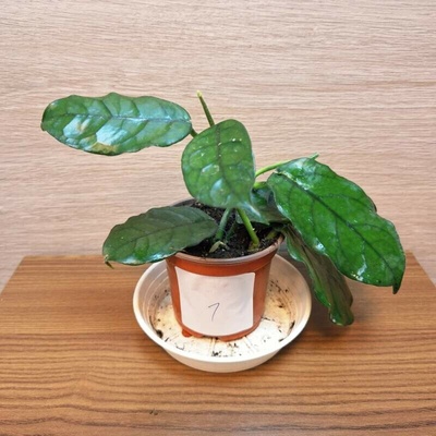 Hoya Villosa č1