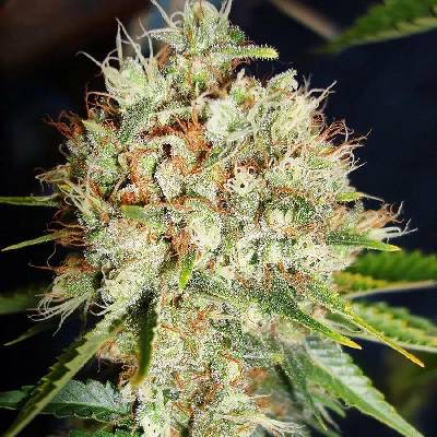 Ministry of Cannabis Big Bud XXL semena neobsahují THC 5 ks