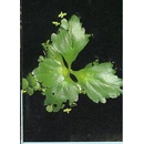 Ceratopteris pteroides