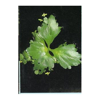 Ceratopteris pteroides